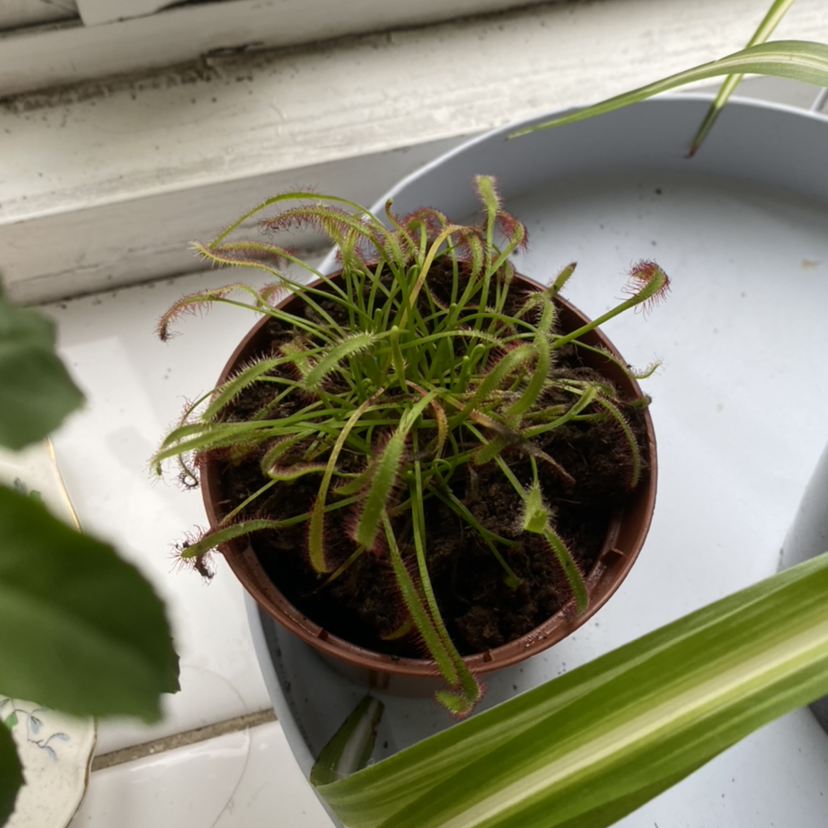 Photo of the plant species Filiformis by @Lottielashley named Murderer 1 on Greg, the plant care app