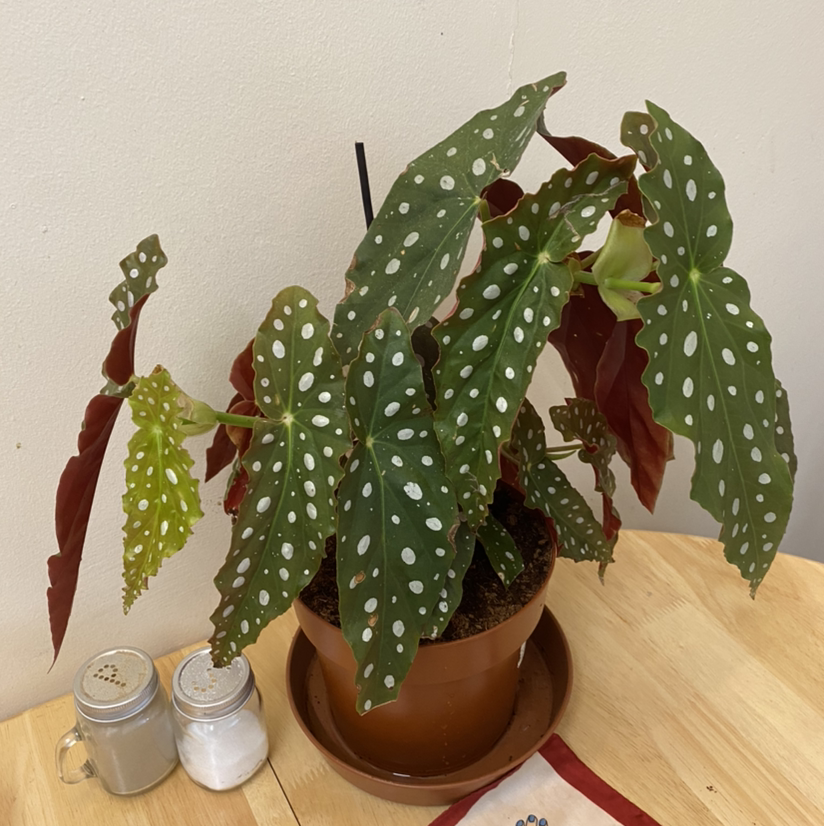 Polka Dot Begonia plant photo by @Lottielashley named Marika hackman on Greg, the plant care app.