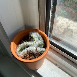 Silver Cluster Cactus plant in London, England