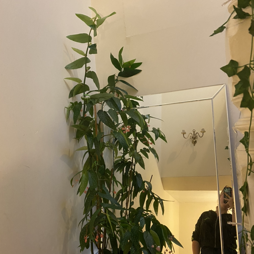 Photo of the plant species Begonia albopicta 'Rosea' by @Lottielashley named Mildred on Greg, the plant care app