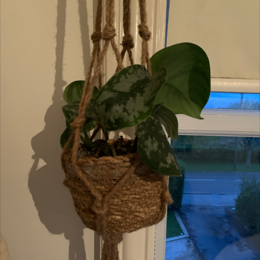 Photo of the plant species Silver Satin Pothos by @kate02 named Keanu leaves on Greg, the plant care app