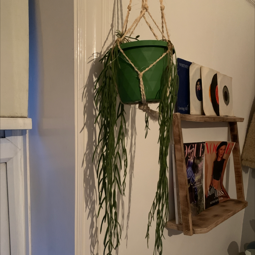 Photo of the plant species Wax Plant by @kate02 named Deirdre on Greg, the plant care app