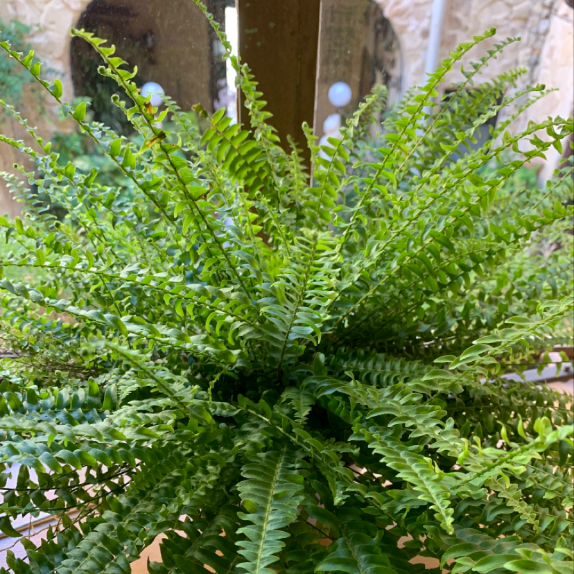 Lush, healthy green Boston Fern with dense, vibrant fronds filling the frame, showcasing ideal care and growth.