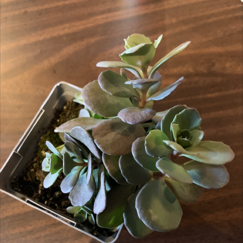 Photo of the plant species Lime Sparkler by Isabel named sedum sunsparkler on Greg, the plant care app