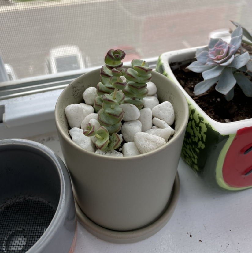 Crassula rupestris plant in a pot with white stones, another succulent in the background.