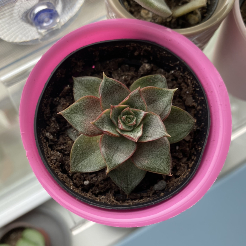 Top view of a healthy Echeveria purpusiorum succulent in a pink pot with visible soil.