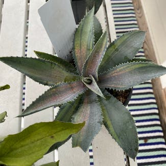 Mangave 'Silver Fox' plant in Somewhere on Earth