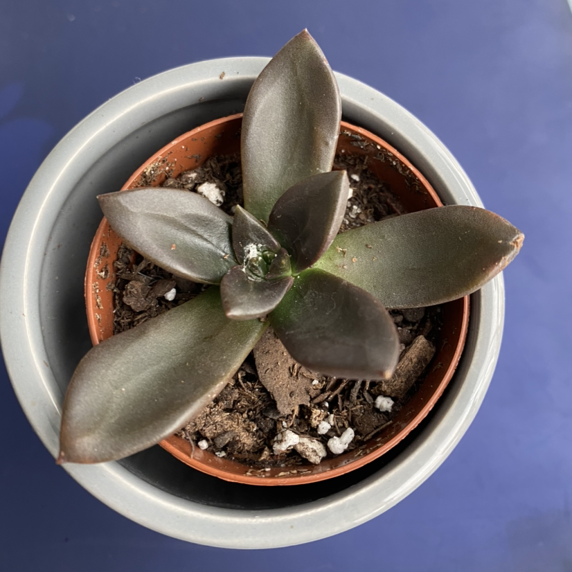Top view of a healthy Black Prince succulent in a small pot with visible soil.
