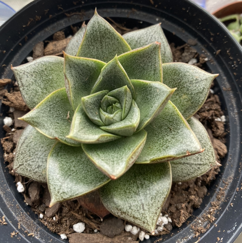 Photo of the plant species Echeveria purpusiorum by @cindypshain named Espina on Greg, the plant care app