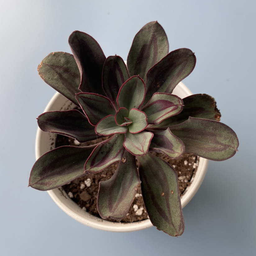 Photo of the plant species Painted Echeveria by @cindypshain named Vivi on Greg, the plant care app