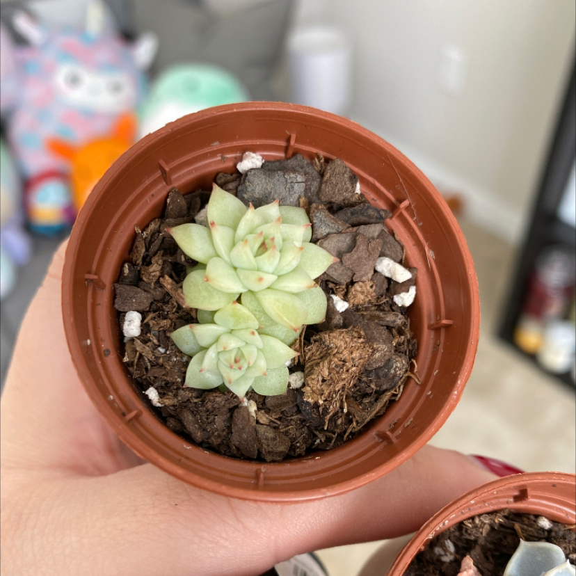 Echeveria colorata plant in a pot with visible soil, held by a hand.