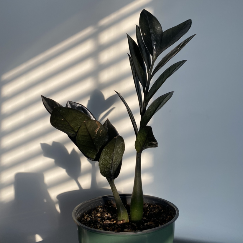 Photo of the plant species Raven ZZ Plant by @cindypshain named Hanajima on Greg, the plant care app