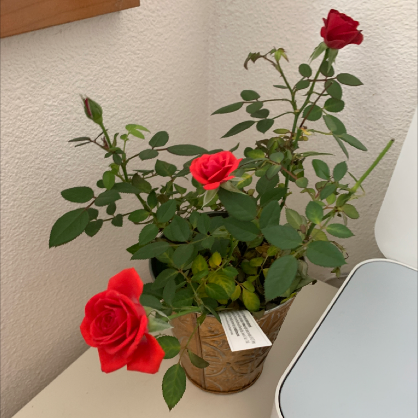 Photo of the plant species Dancing Plant by Sarah named Remington on Greg, the plant care app