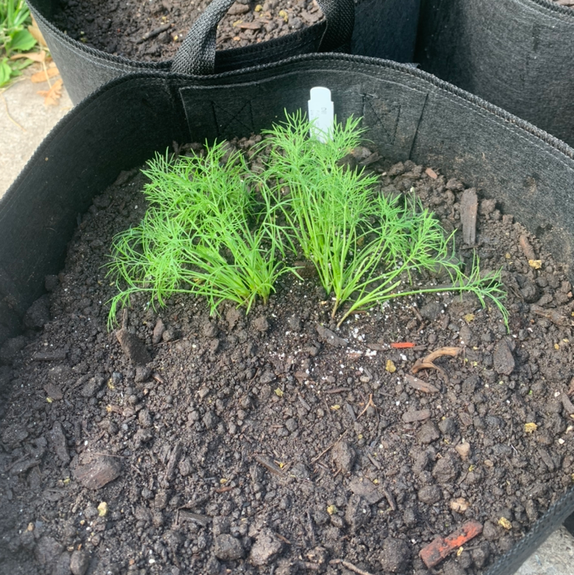 What Temperature Does My Dill Need?