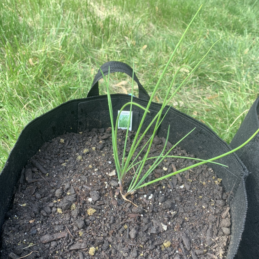 Potted Wild Chives plant in a black fabric pot with visible soil.
