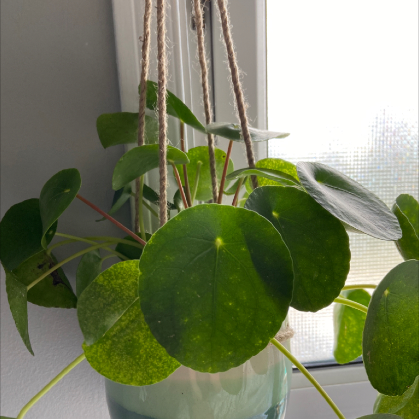 Chinese Money Plant plant photo by @Yellowfellow named ￼ paddington on Greg, the plant care app.
