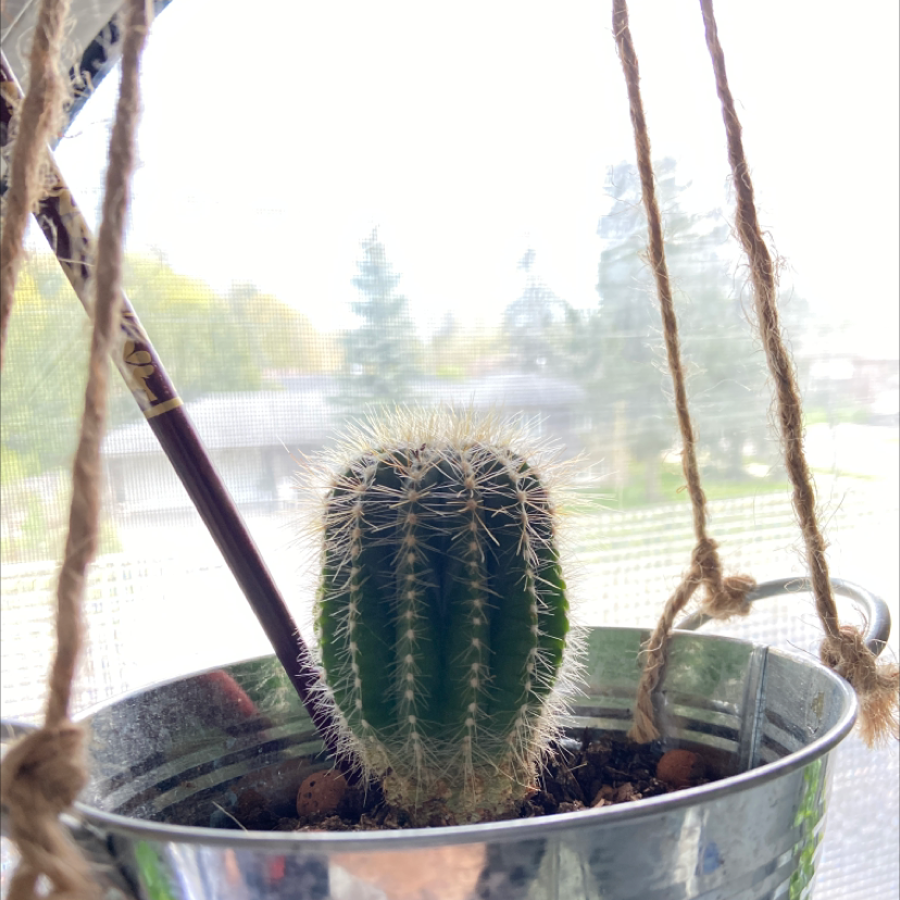 Saguaro plant photo by @Yellowfellow named ￼ Lucifer on Greg, the plant care app.