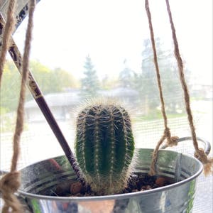 Giant Cactus plant photo by @Yellowfellow named ￼ Lucifer on Greg, the plant care app.