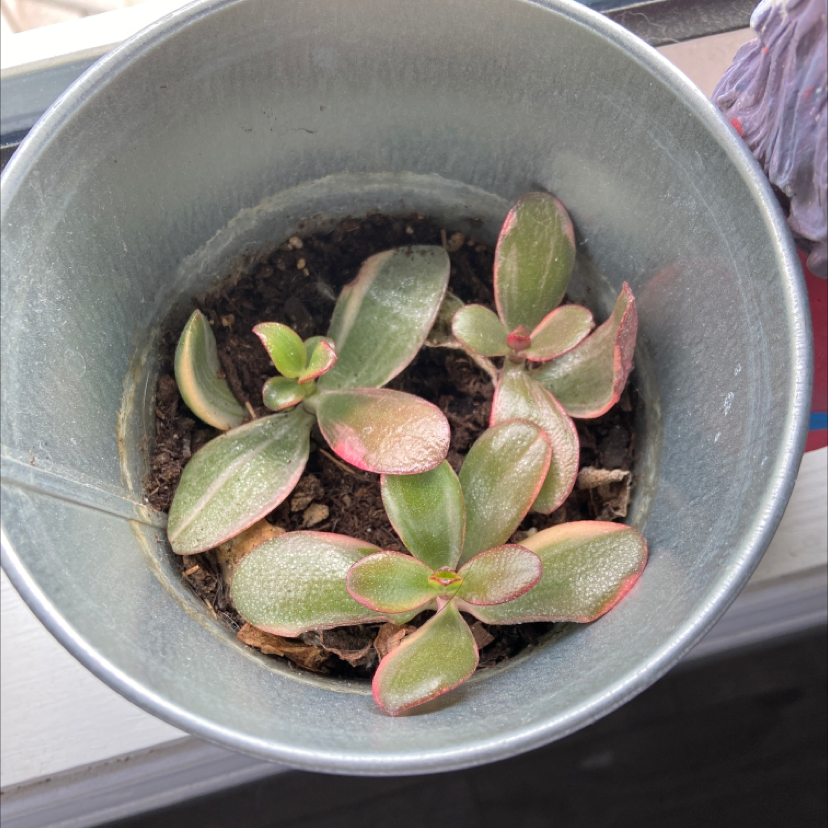 Lucky Plant plant photo by @Yellowfellow named ￼ pavlov on Greg, the plant care app.