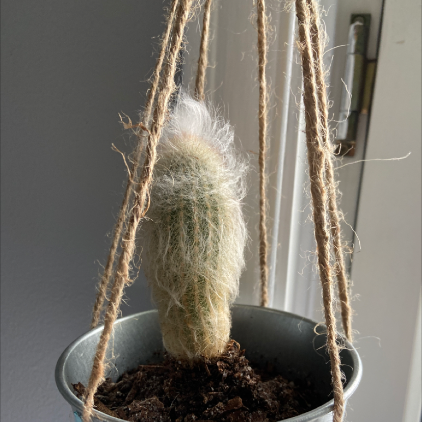 Queen of the Night plant photo by @Yellowfellow named Harry on Greg, the plant care app.