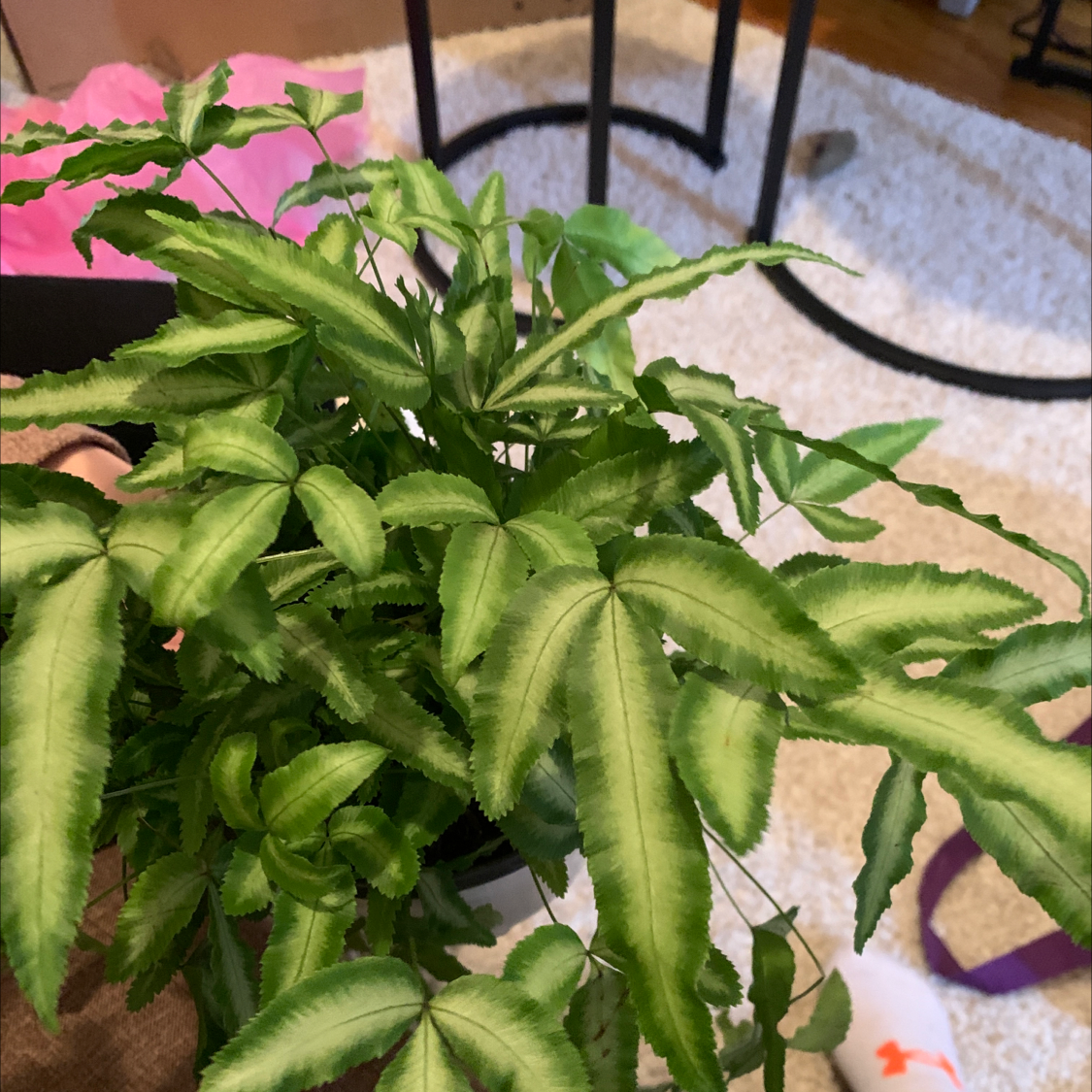 Healthy Cretan Brake plant with vibrant green leaves.