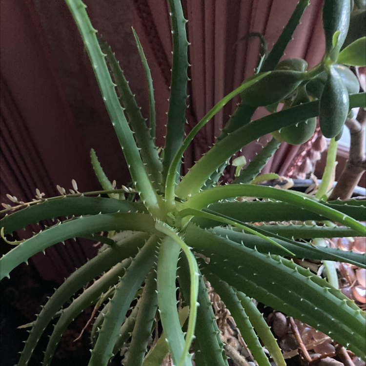 Candelabra Aloe plant with long, spiky green leaves in a pot, another plant in the background.