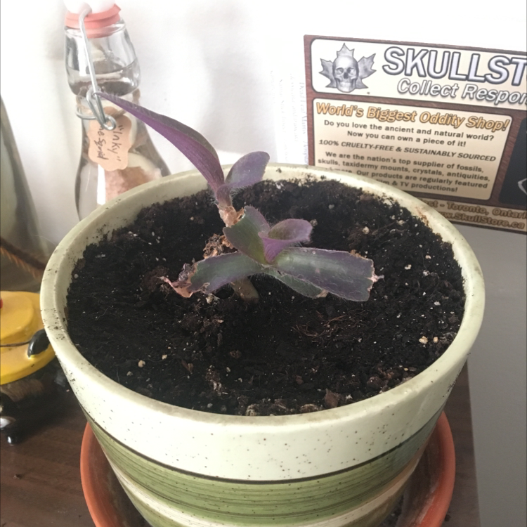 Purple Heart plant photo by Uriah named Delilah on Greg, the plant care app.