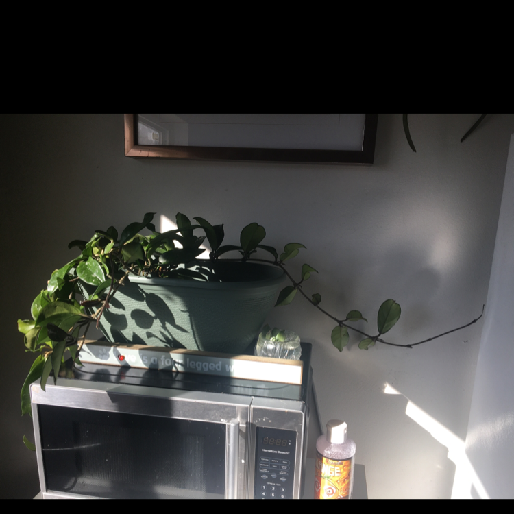 Hoya Pubicalyx plant photo by Uriah named Gobi on Greg, the plant care app.