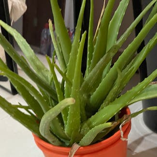 Aloe Vera plant in Dubai, Dubai