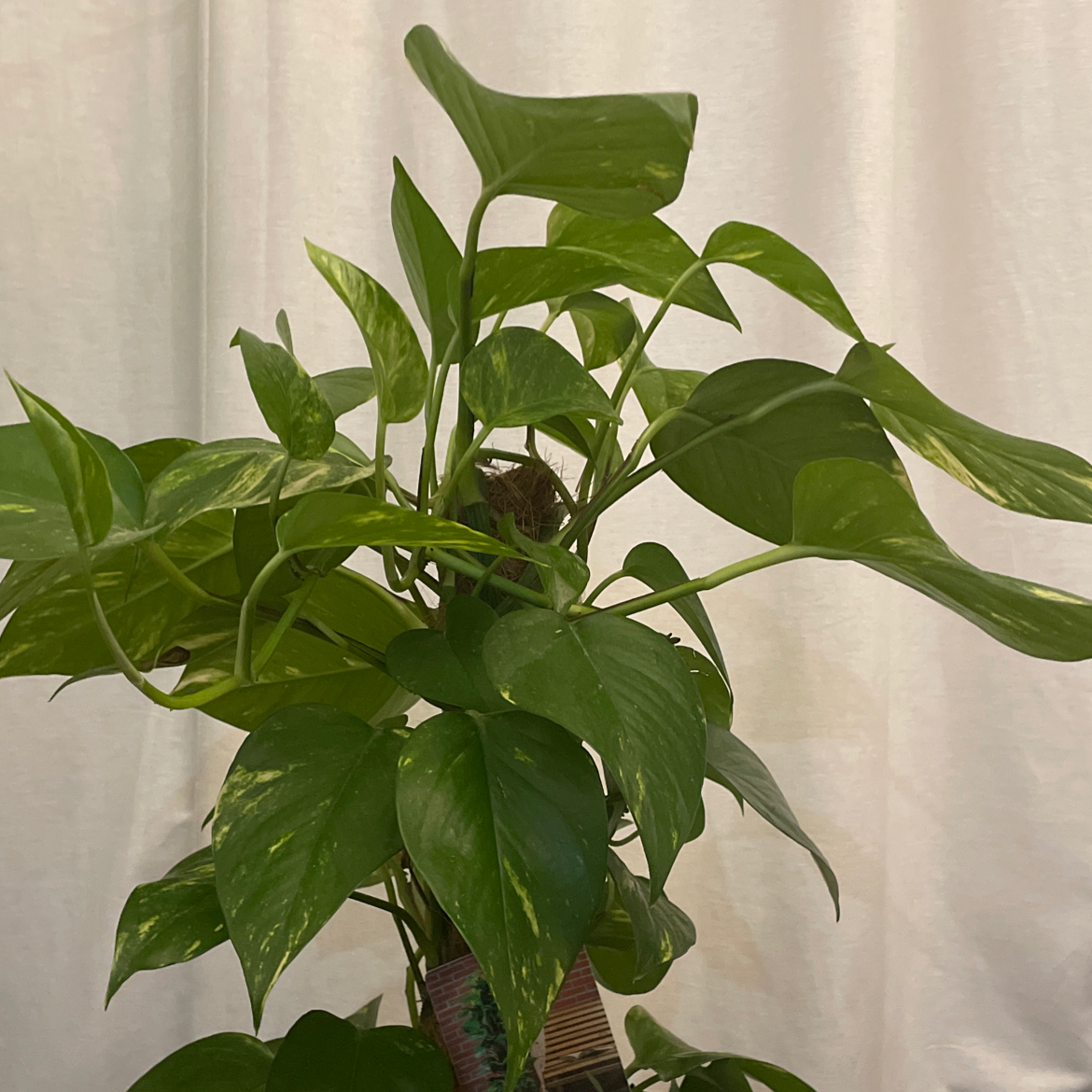 Taro Vine plant photo by @Salimr88 named Goldie locks on Greg, the plant care app.