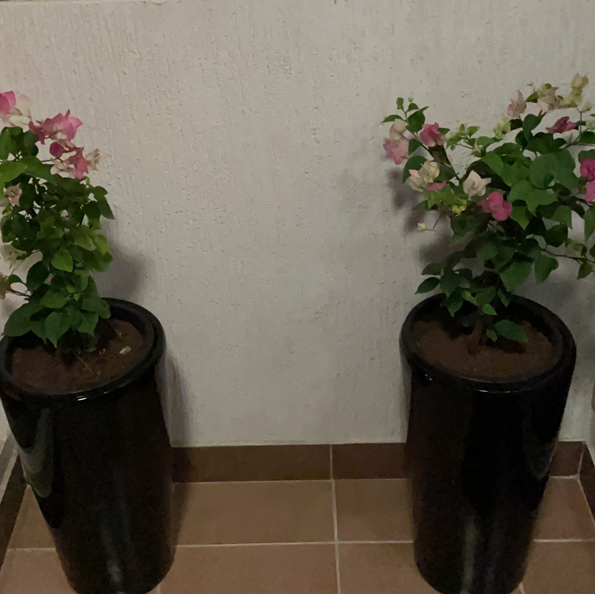 Photo of the plant species Bougainvillea by @Salimr88 named The boujie’s on Greg, the plant care app