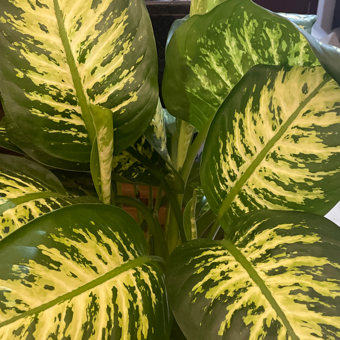 Dieffenbachia plant photo by @Salimr88 named Snow white on Greg, the plant care app.