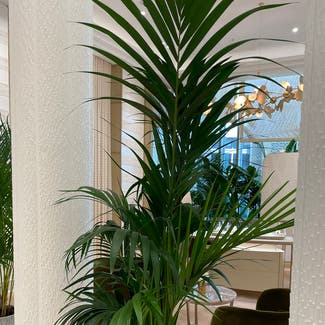 Kentia Palm plant in Dubai, Dubai