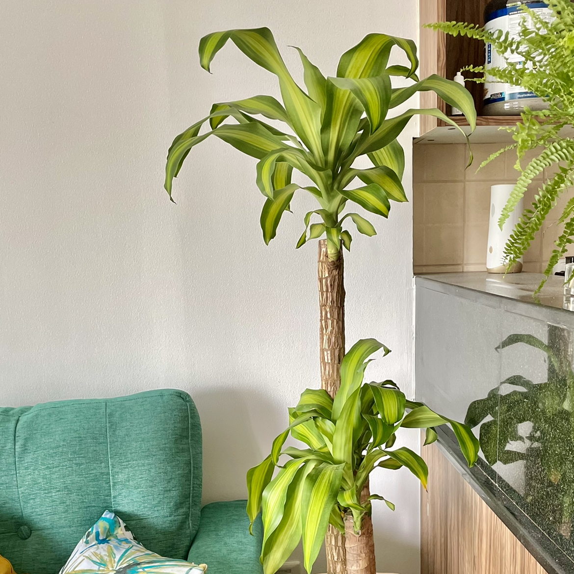 Photo of the plant species Cornstalk Dracaena by @Salimr88 named Draco Malfoy on Greg, the plant care app