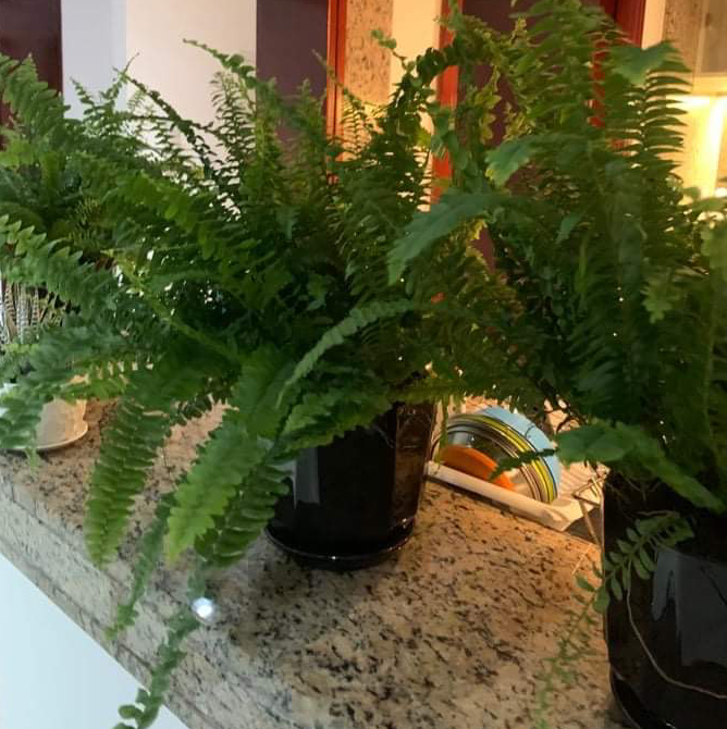 Boston Fern plant photo by @Salimr88 named Fern Britton on Greg, the plant care app.