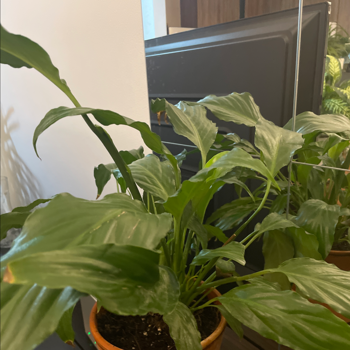 Peace Lily plant photo by @Salimr88 named Britney & Cher on Greg, the plant care app.