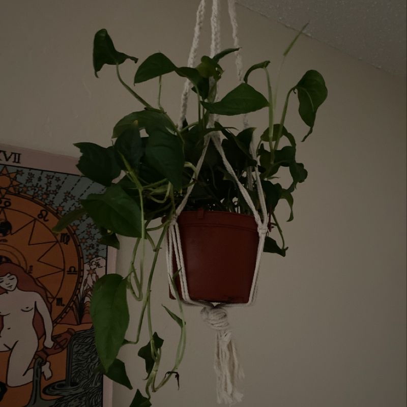 Photo of the plant species Monstera by Danielle named Sad Hangy on Greg, the plant care app