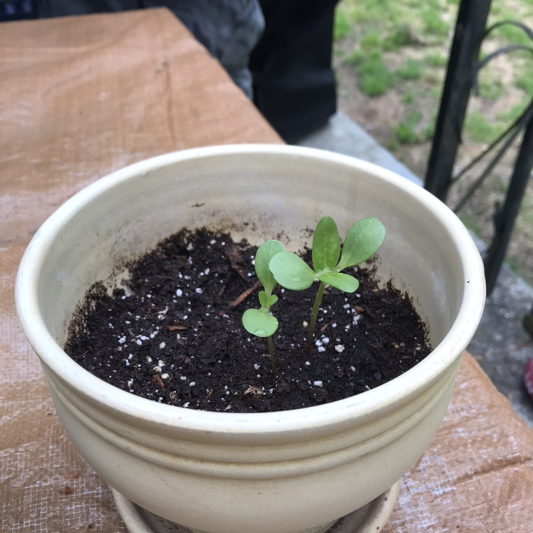 Small potted Common Zinnia plant with green leaves emerging from the soil.