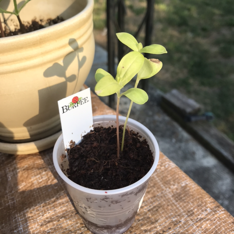 Young Common Zinnia plant in a small plastic pot with visible soil and a label. Some leaves show yellowing and browning.
