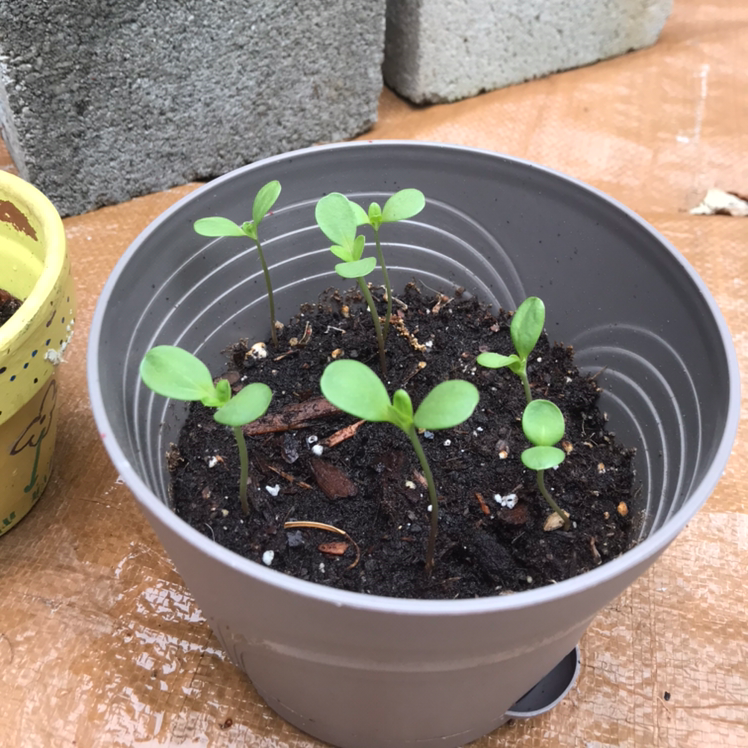 Best Soil Potting Mix for Common Zinnia