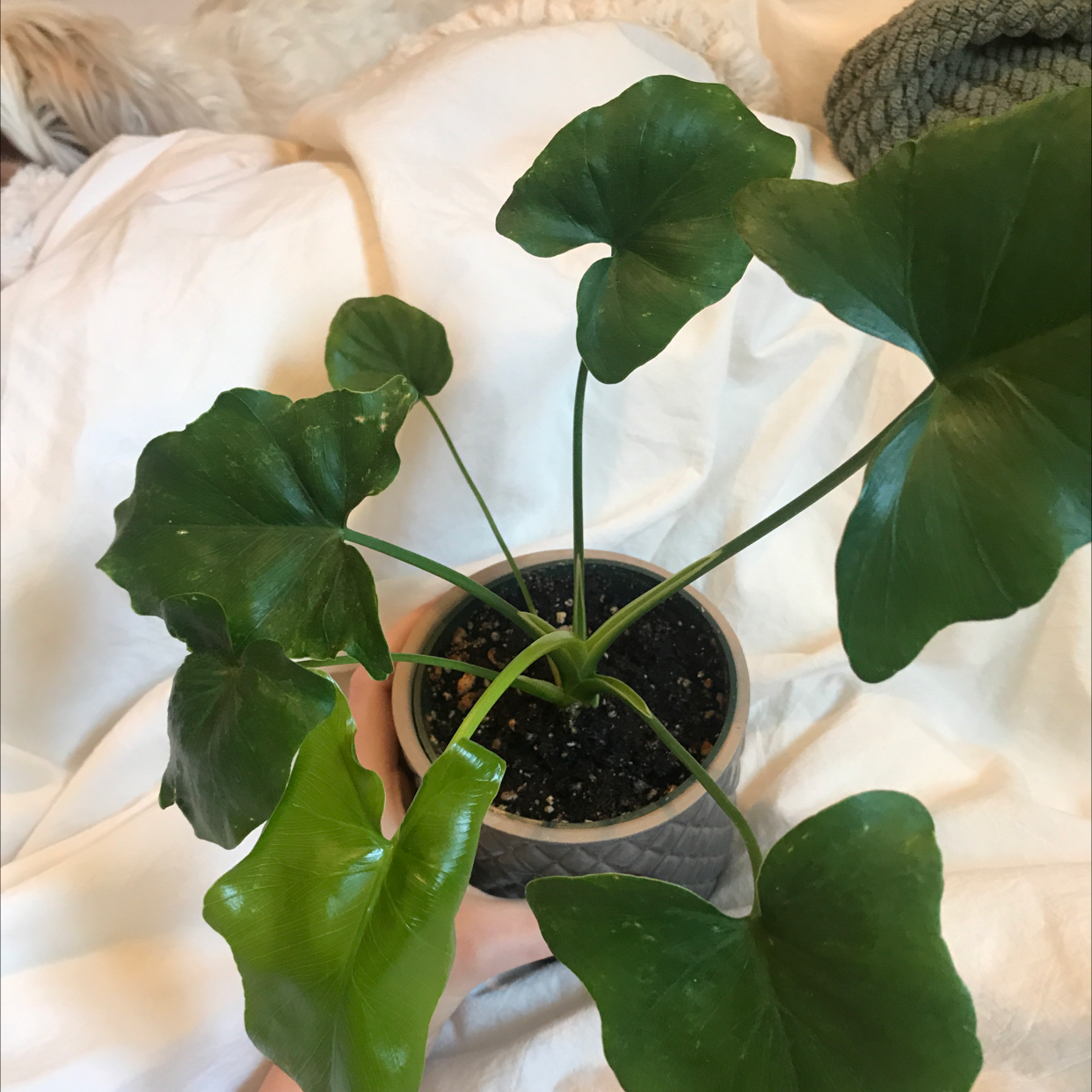 Potted Elephant Ear Philodendron with large green leaves and visible soil.