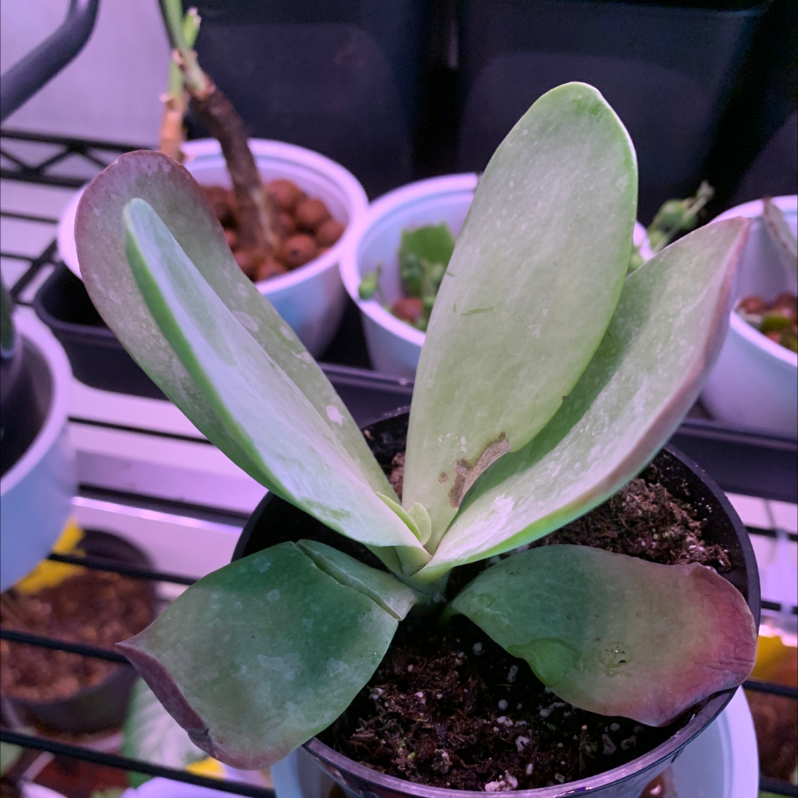Flapjacks plant (Kalanchoe thyrsiflora) in a pot with some leaf discoloration, surrounded by other potted plants.