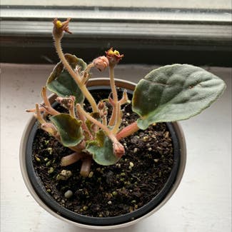 African Violet plant in New York, New York