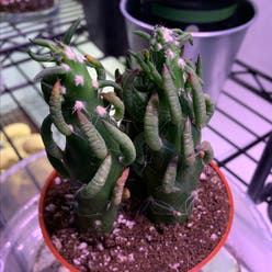 Eve's Needle Cactus plant
