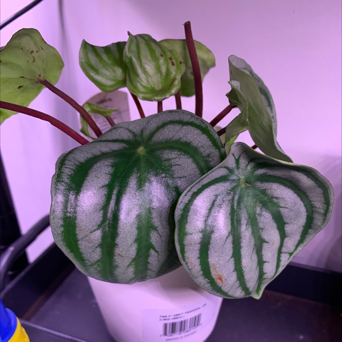 Watermelon Peperomia plant in a white pot with distinctive patterned leaves.