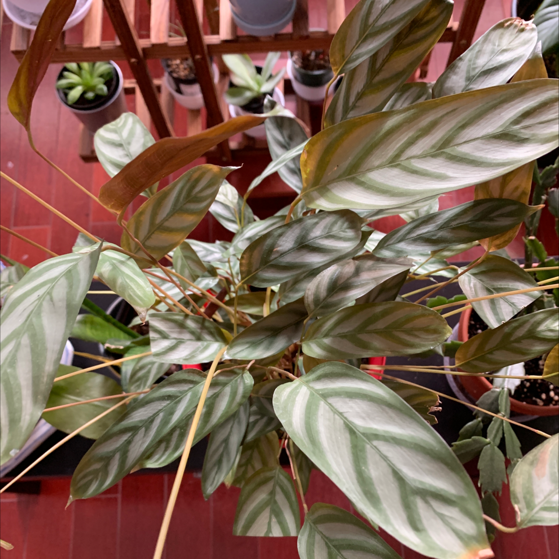 Never Never Ctenanthe plant with variegated leaves, some browning. Other plants in background.