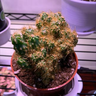 Lady Finger Cactus 'Copper King' plant in New York, New York