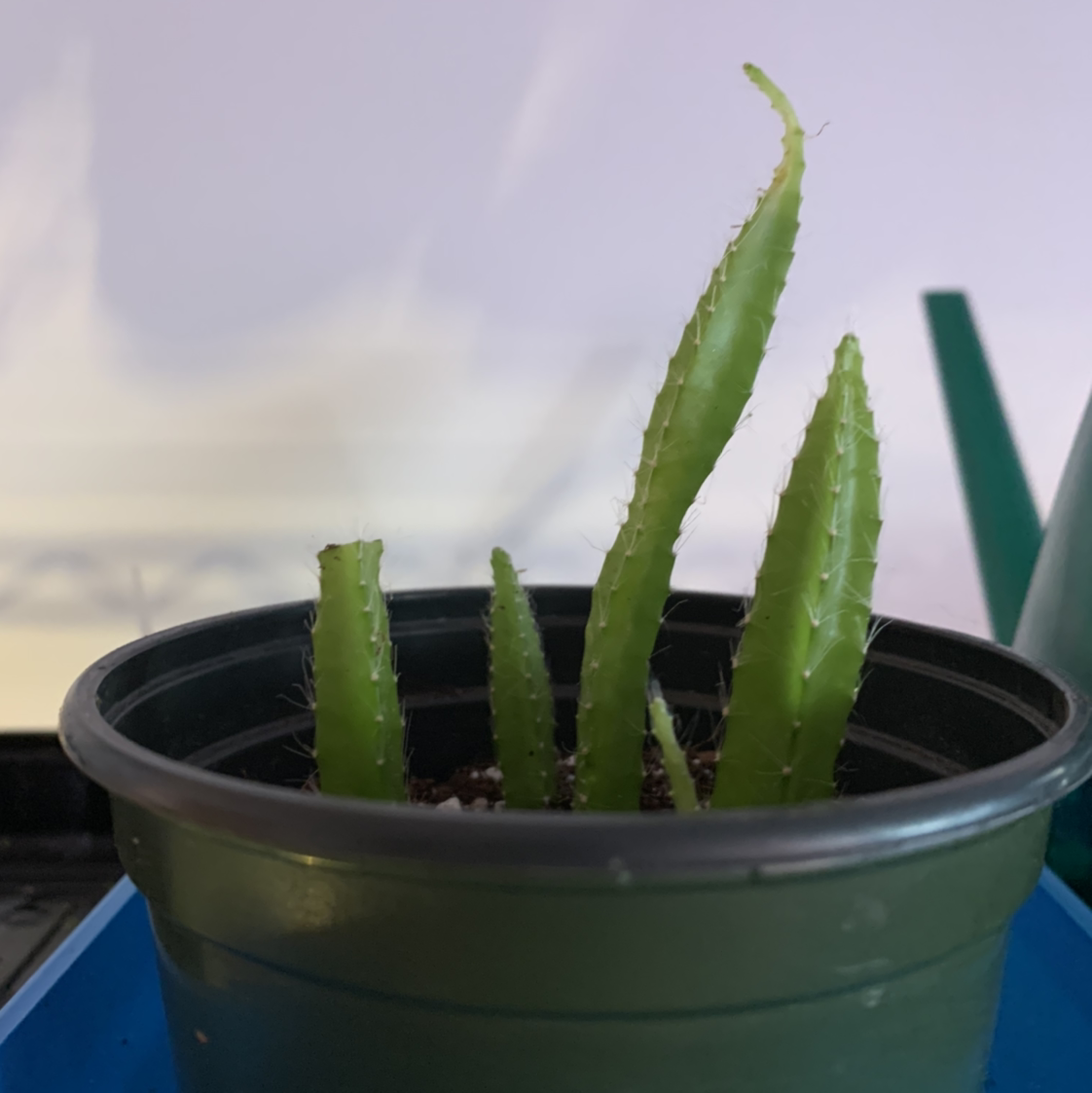 Small potted cactus with green columnar stems in a plastic pot.