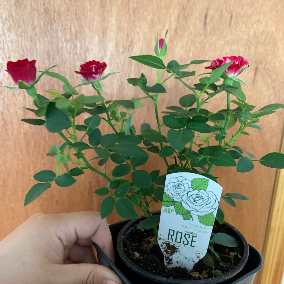 Photo of the plant species Alpine Rose by @Sherryamor named Your plant on Greg, the plant care app