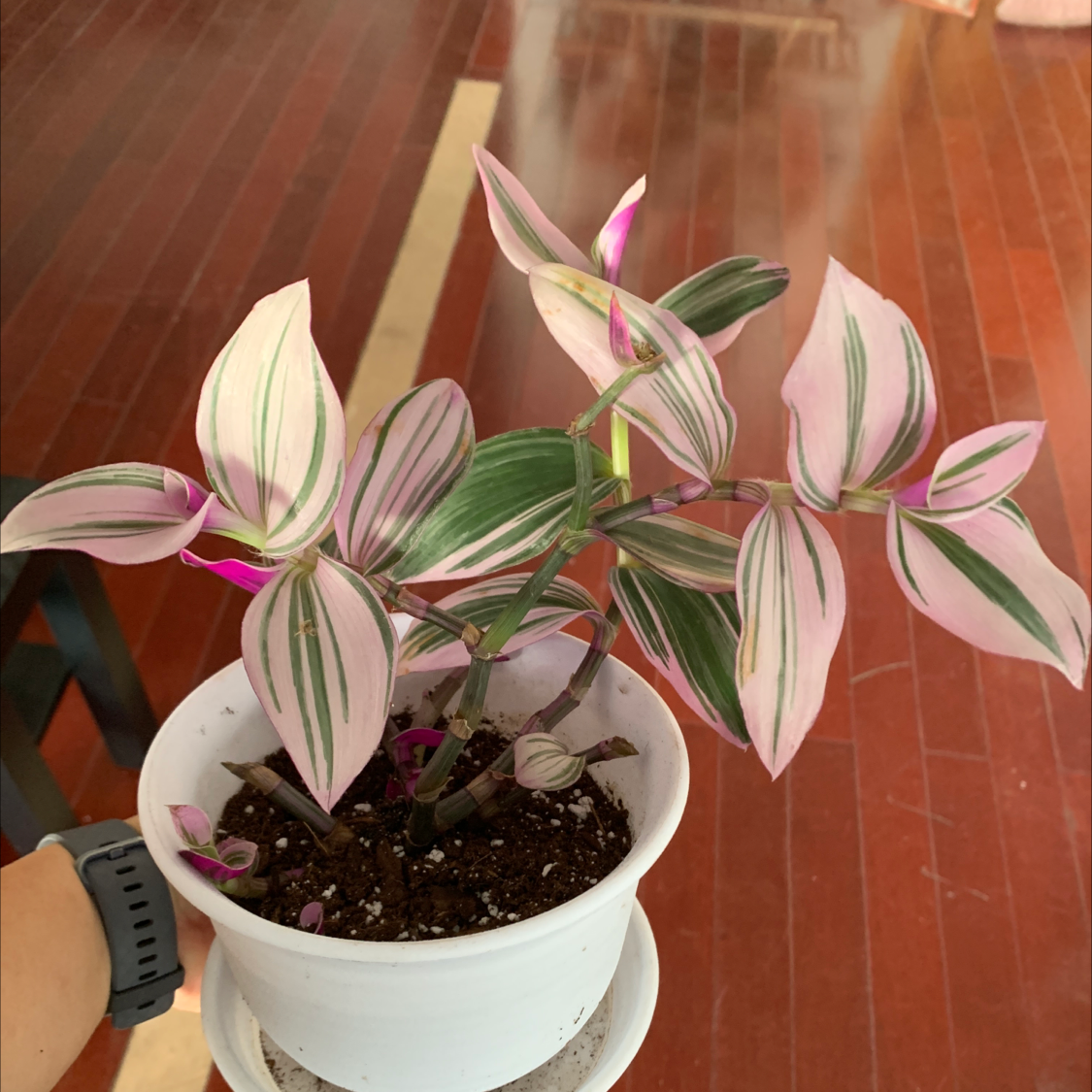Healthy variegated Small-Leaf Spiderwort plant with pink and white striped leaves growing in a white ceramic pot.